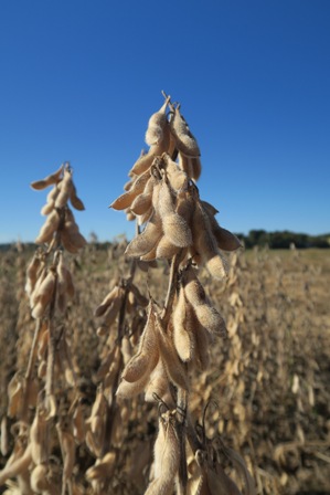 Mature soybean plants