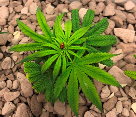 Hemp plant with ladybug on it