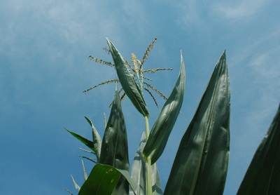 Corn growing in field looking toward the sky
