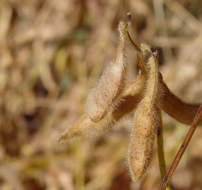 Soybeans used for research