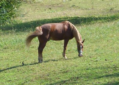 Horse Management Field Day picture