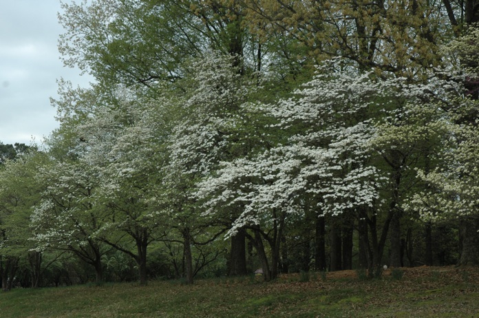 Dogwoods blooming