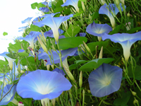 blue flowers blooming