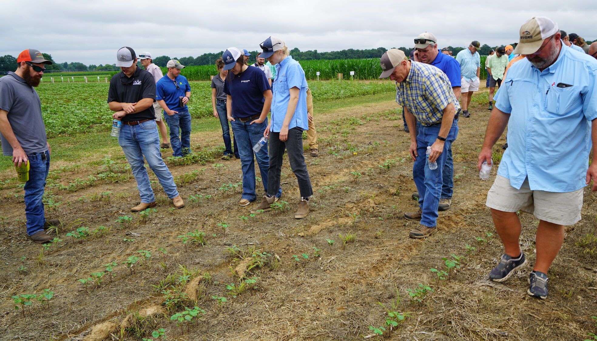 Participants at a Weed Tour in Jackson inspecting research plots.