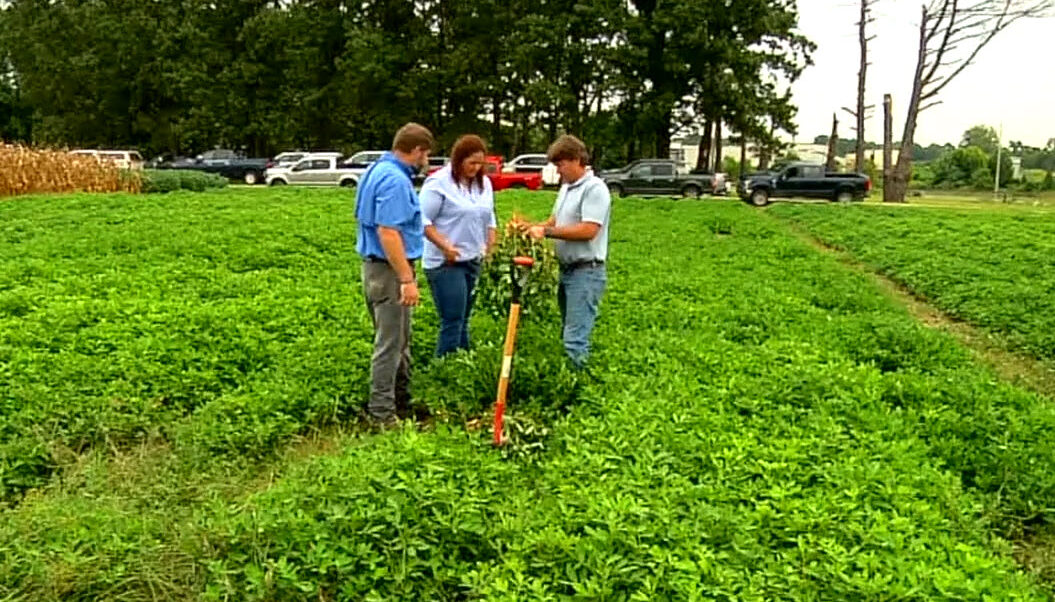 Staff inspecting crops on West TN AgResearch and Education Center in Jackson