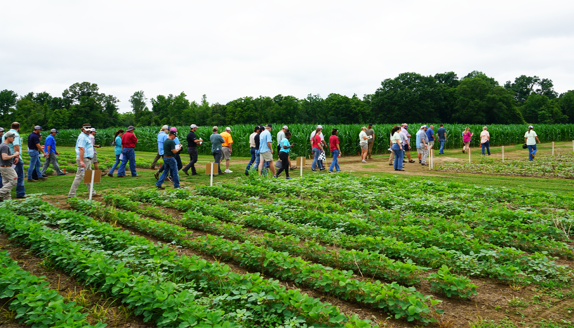 Participants viewing crops during an Annual Weed Tour event in Jackson.